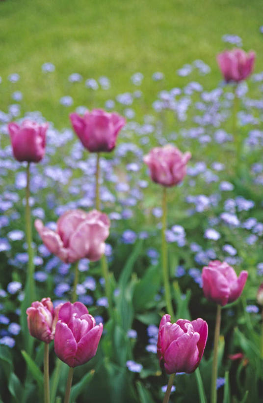 无人,竖图,俯视,室外,特写,白天,爱情,花海,花圃,美景,植物,郁金香,叶子,阴影,朦胧,模糊,盛开,光线,影子,景观,祝福,花蕾,花,花瓣,花朵,花卉,鲜花,黄色,绿色,阳光,自然,花丛,花束,花田,花苞,花蕊,景色,表白,自然风光,荣誉,萝小花,永恒,翠雀,大花飞燕草,飞燕草,郁香,洋荷花,草麝香,彩图,高角度拍摄