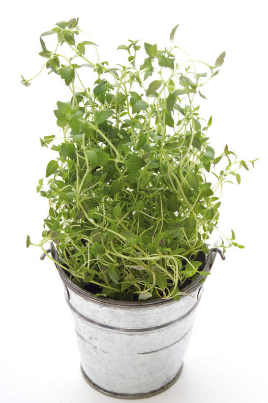 无人,竖图,俯视,室内,特写,白天,白色背景,植物,芳香,盆栽,调味,香料,佐料,盆景,绿色,自然,香草,摄影,影棚,生长,成长,吉祥,百里香,麝香草,配料,如意,勇气,作料,勇敢,地椒,自尊,不屈,平安,彩图,高角度拍摄,影棚拍摄,拍摄