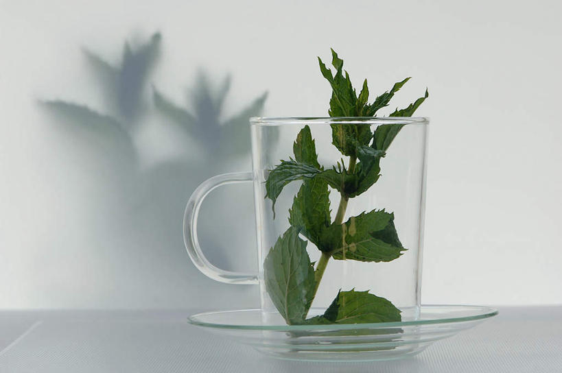 无人,横图,室内,特写,白天,白色背景,正面,杯子,餐具,阴影,反射,碟子,盘,影子,调味,香料,佐料,薄荷,银丹草,玻璃制品,盘子,马克杯,水杯,碟,摄影,影棚,配料,作料,斑叶凤梨薄荷,夜息香,胡椒薄荷,玻璃杯,彩图,影棚拍摄,拍摄