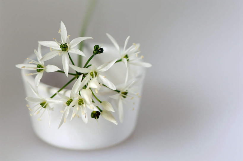 无人,横图,室内,特写,白天,白色背景,正面,阴影,朦胧,模糊,盛开,反射,影子,陶瓷,陶瓷制品,花蕾,花,花瓣,花朵,鲜花,一个,白色,容器,碗,花苞,花蕊,摄影,影棚,单个,储藏,熊葱,储存,林地蒜,野蒜菜,彩图,影棚拍摄,拍摄,贮存