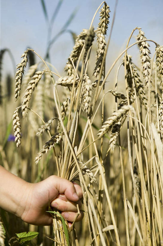 西方人,儿童,手,一个人,农田,拉,竖图,室外,特写,白天,正面,纯洁,农业,庄稼,农作物,植物,欧洲,欧洲人,仅一个男性,仅一个人,阴影,丰富,丰收,枯萎,朦胧,模糊,光线,影子,稻田,云,云朵,枯草,丰盛,云彩,草,小孩,黄色,白云,阳光,仅一个小孩,手部,可爱,童年,童趣,单手,拉着,童真,烂漫,无邪,丰登,丰硕,天真,男孩,男人,男性,白种人,孩子,半身,彩图,耕地,庄稼田,男生