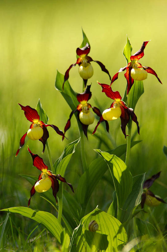 无人,竖图,室外,特写,白天,正面,花海,花圃,美景,植物,叶子,朦胧,模糊,盛开,景观,花蕾,花,花瓣,花朵,花卉,鲜花,红色,绿色,自然,花丛,花束,花田,花苞,花蕊,景色,自然风光,惜别,不舍,情有独钟,红药,将离,婪尾春,离草,犁食,芍药,余容,彩图