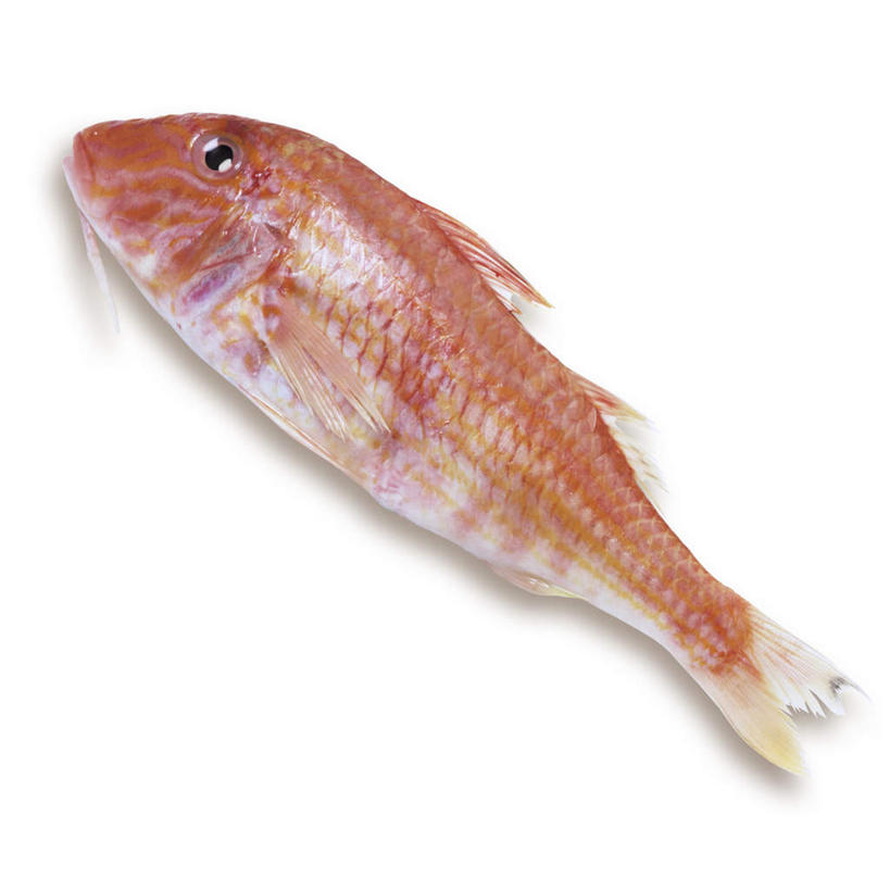 海鲜,无人,方图,俯视,室内,特写,白天,白色背景,桌面,桌子,一条,阴影,反射,木制,鱼,影子,水产,鱼类,海洋生物,红色,木制品,摄影,影棚,水生动物,海产品,水生物,海底动物,绯鲵鲣,彩图,高角度拍摄,全身,影棚拍摄,拍摄