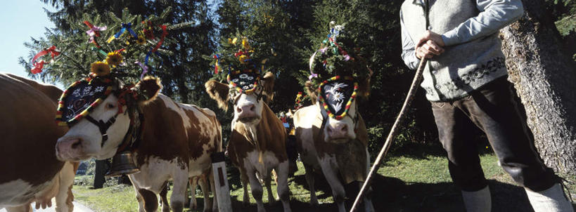 西方人,一个人,牛仔,站,横图,室外,白天,仰视,草地,草坪,树林,植物,牛,野生动物,欧洲,欧洲人,仅一个男性,仅一个人,仅一个中年男性,服装,拿,拿着,注视,休闲装,草,树,树木,树枝,衣服,绿色,自然,动物,庄园,观察,看,站着,休闲,休闲服,可爱,服饰,活泼,生长,成长,观看,察看,关注,凶猛,男人,男性,中年男性,白种人,牧牛工,站立,半身,彩图,低角度拍摄