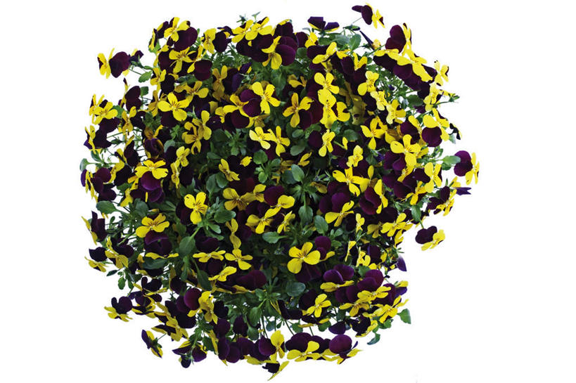 无人,横图,俯视,室内,特写,白天,白色背景,快乐,桌面,桌子,叶子,盛开,木制,三色堇,绿叶,花蕾,花,花瓣,花朵,鲜花,黄色,木制品,蝴蝶花,花苞,花蕊,嫩叶,沉思,摄影,影棚,三色堇菜,人面花,猫脸花,阳蝶花,鬼脸花,猫儿脸,思念,叶,叶片,彩图,高角度拍摄,影棚拍摄,拍摄