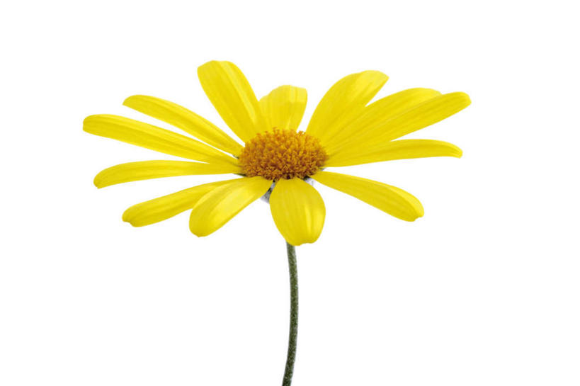 无人,横图,俯视,室内,特写,白天,白色背景,爱情,桌面,桌子,盛开,木制,茼蒿菊,花蕾,花,花瓣,花朵,鲜花,一朵,黄色,木制品,花苞,花蕊,菊花,摄影,影棚,吉祥,高洁,长寿,蓬蒿菊,怀恋,清净,真情,寿客,秋菊,木春菊,木茼蒿,彩图,高角度拍摄,影棚拍摄,拍摄