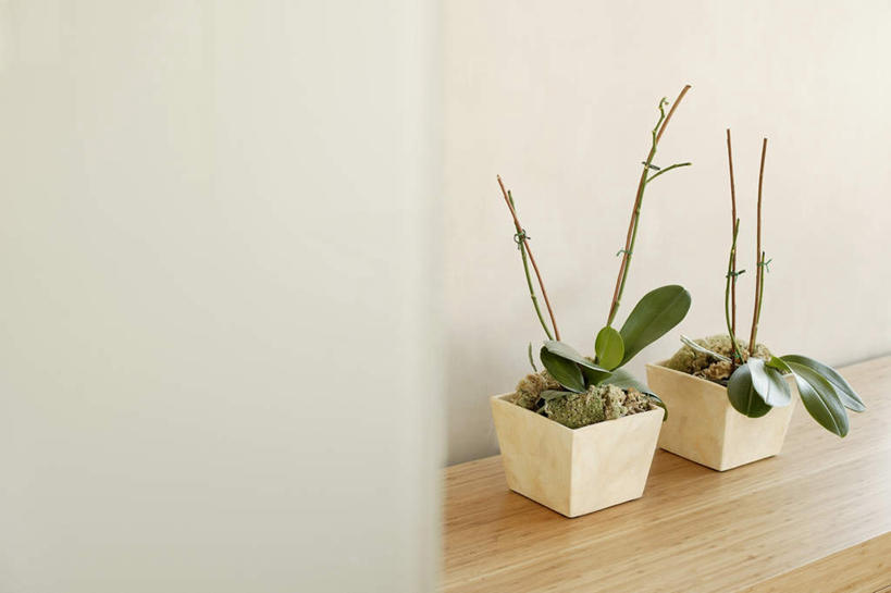 无人,横图,俯视,室内,白天,植物,叶子,木制,板凳,盆栽,凳子,墙,绿叶,盆景,墙壁,墙面,绿色,自然,木制品,嫩叶,生长,成长,叶,叶片,彩图,高角度拍摄