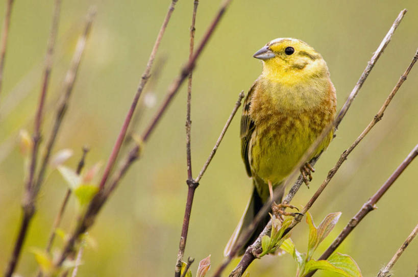 无人,站,横图,室外,特写,白天,正面,美景,鸟,啄木鸟,朦胧,模糊,鸟类,景观,树桩,注视,树,树干,一只,黄色,自然,观察,看,站着,木桩,景色,观看,察看,关注,自然风光,森林医生,站立,彩图,全身,益鸟