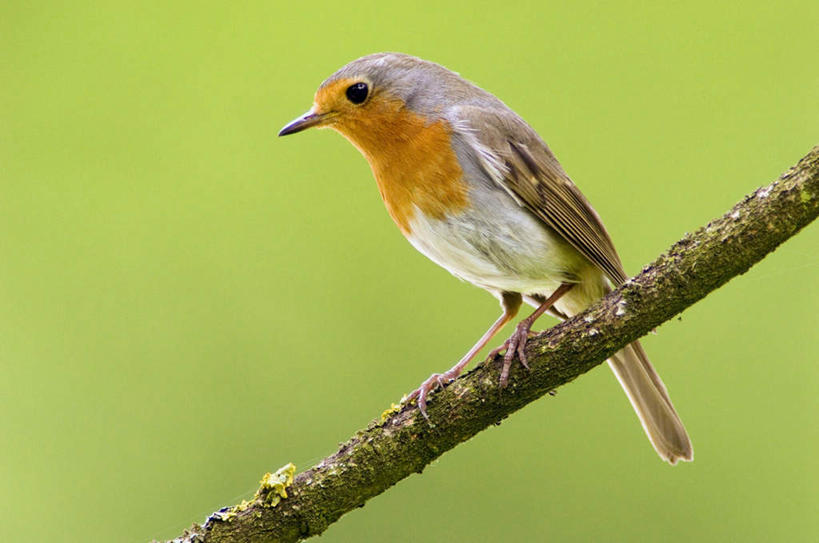 无人,站,横图,室外,特写,白天,侧面,美景,鸟,朦胧,模糊,鸟类,知更鸟,景观,树桩,注视,树,树干,一只,自然,观察,看,站着,木桩,景色,观看,察看,关注,自然风光,红襟鸟,欧亚鸲,知更雀,罗宾鸟,站立,彩图,全身