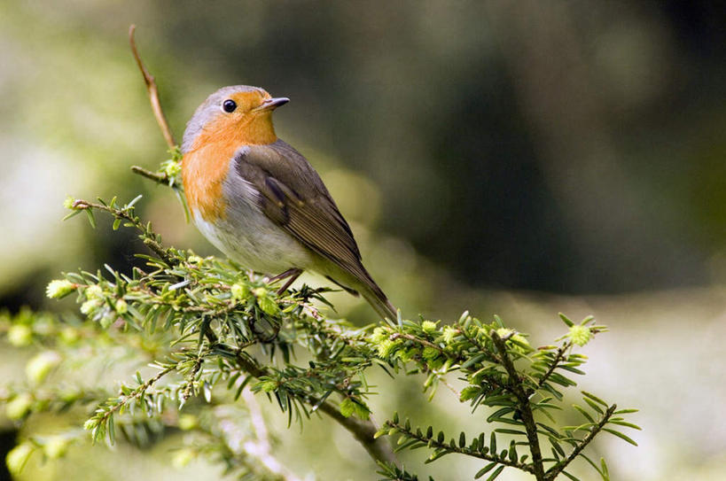 无人,站,横图,室外,特写,白天,侧面,美景,鸟,朦胧,模糊,鸟类,知更鸟,景观,树桩,注视,树,树干,一只,自然,观察,看,站着,木桩,景色,观看,察看,关注,自然风光,红襟鸟,欧亚鸲,知更雀,罗宾鸟,站立,彩图,全身