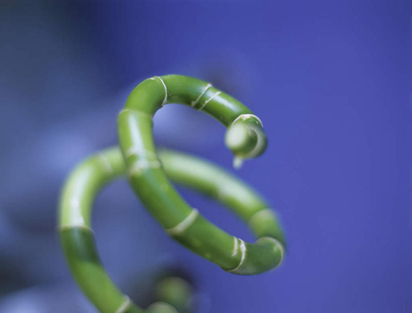 无人,横图,室内,特写,白天,正面,纯洁,竹子,蓝色背景,朦胧,模糊,摄影,影棚,吉祥,高雅,富贵,吉利,奉献,富贵竹,开运竹,辛氏龙树,竹蕉,质朴,正直,担当,平安,竹,彩图,影棚拍摄,拍摄,奋进,操守,四君子,岁寒三友,性坚,虚怀,虚心,善群,卓尔