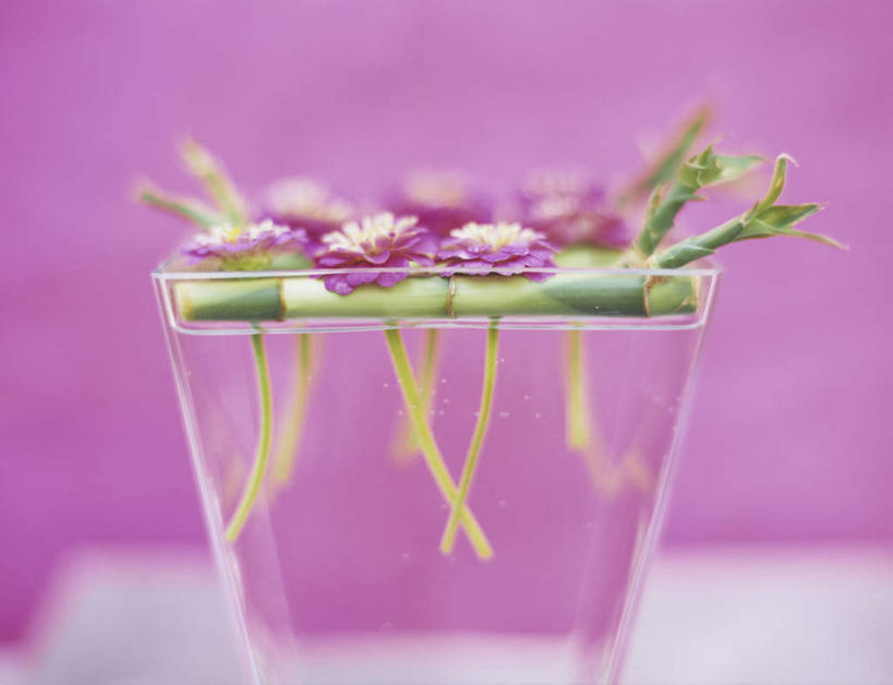 无人,横图,室内,特写,白天,正面,爱情,纯洁,竹子,紫色背景,朦胧,模糊,盛开,鱼尾菊,花蕾,花,花瓣,花朵,鲜花,瓶子,花苞,花蕊,菊花,摄影,影棚,吉祥,高雅,高洁,长寿,奉献,质朴,正直,怀恋,清净,真情,寿客,秋菊,担当,玻璃杯,竹,彩图,影棚拍摄,拍摄,奋进,操守,四君子,岁寒三友,性坚,虚怀,虚心,善群,卓尔