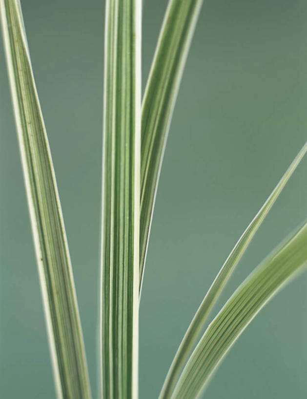 无人,竖图,室内,特写,白天,正面,植物,叶子,绿色背景,阴影,反射,影子,绿叶,草药,药草,中药,嫩叶,摄影,影棚,药材,中草药,中药材,本草,莎草,地毛,薃侯,回头青,叶,叶片,彩图,影棚拍摄,拍摄