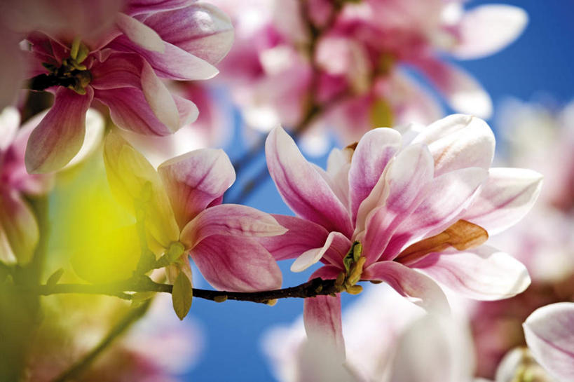 无人,横图,室外,特写,白天,仰视,美景,玉兰花,阴影,朦胧,模糊,盛开,光线,影子,景观,花蕾,花,花瓣,花朵,鲜花,蓝色,蓝天,天空,阳光,自然,天,花苞,花蕊,景色,晴朗,自然风光,辛夷,木笔,万里无云,木兰花,望春玉兰,辛夷花,晴空,晴空万里,玉兰,应春花,望春花,木兰,彩图,低角度拍摄