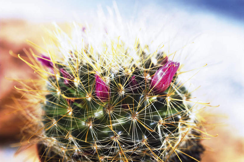 无人,横图,俯视,室内,特写,白天,植物,仙人球,仙人掌,阴影,朦胧,模糊,盛开,反射,盆栽,影子,盆景,花蕾,花,花瓣,花朵,鲜花,一朵,绿色,紫色,自然,花苞,花蕊,摄影,影棚,生长,成长,彩图,高角度拍摄,影棚拍摄,拍摄