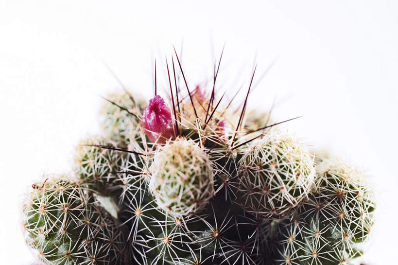 无人,横图,俯视,室内,特写,白天,白色背景,植物,仙人球,仙人掌,阴影,盛开,反射,盆栽,影子,盆景,花蕾,花,花瓣,花朵,鲜花,绿色,自然,花苞,花蕊,摄影,影棚,生长,成长,彩图,高角度拍摄,影棚拍摄,拍摄