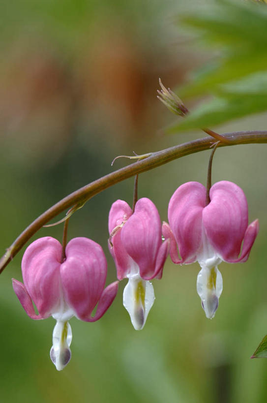 无人,竖图,室外,特写,白天,正面,美景,植物,一排,吊挂,悬挂,阴影,朦胧,模糊,整齐,盛开,光线,影子,景观,枝条,挂,花蕾,花,花瓣,花朵,鲜花,树,树木,树枝,排列,三个,粉色,绿色,阳光,自然,花苞,花蕊,景色,同意,生长,成长,接受,队列,自然风光,荷包牡丹,铃儿草,兔儿牡丹,鱼儿牡丹,答应,虬枝,枝杈,彩图