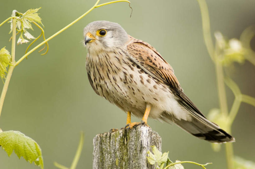 无人,站,横图,室外,白天,侧面,美景,鸟,野生动物,叶子,阴影,朦胧,模糊,光线,鸟类,影子,景观,绿叶,树桩,注视,树,树干,一只,阳光,自然,动物,观察,看,站着,嫩叶,木桩,景色,观看,察看,关注,自然风光,茶隼,红隼,红鹞子,叶,叶片,站立,彩图,全身