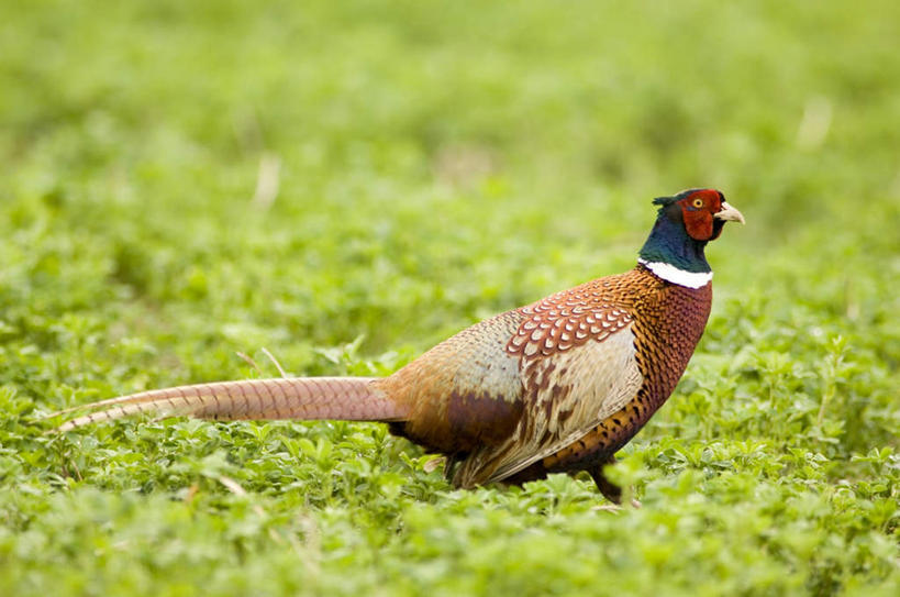 无人,站,横图,室外,白天,侧面,草地,草坪,美景,植物,野生动物,雉,阴影,朦胧,模糊,光线,影子,景观,注视,草,一只,阳光,自然,动物,观察,看,站着,景色,可爱,活泼,观看,察看,关注,自然风光,凶猛,站立,彩图,全身