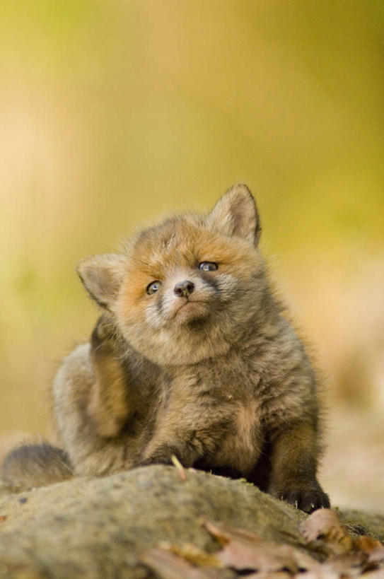 无人,坐,闭眼,竖图,室外,白天,正面,美景,狐狸,野生动物,叶子,阴影,朦胧,模糊,光线,影子,景观,枯叶,落叶,一只,阳光,自然,动物,景色,自然风光,狡猾,狡诈,火狐,叶,叶片,红狐,赤狐,草狐,闭眼睛,闭着眼,闭着眼睛,坐着,彩图,全身