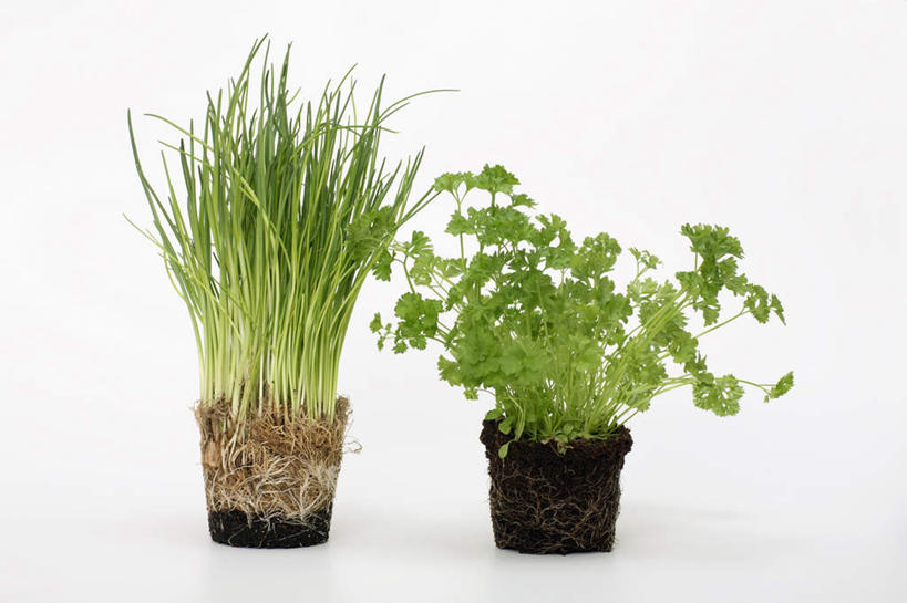 无人,横图,室内,特写,白天,白色背景,正面,植物,芹菜,蔬菜,阴影,反射,盆栽,影子,盆景,两个,绿色,自然,摄影,荷兰芹,欧芹,香芹,影棚,生长,成长,法香,巴西利,洋香菜,洋芫荽,法国香菜,旱芹菜,番荽,彩图,影棚拍摄,拍摄