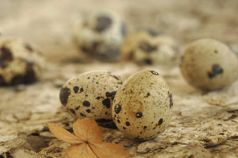 无人,横图,俯视,室外,特写,白天,叶子,复活节,许多,节日,朦胧,模糊,庆祝,泥土,土壤,蛋,枯叶,落叶,鹌鹑蛋,很多,文化,庆典,纪念,彩蛋,复活节彩蛋,卵,鹌鹑卵,鹑鸟蛋,叶,叶片,彩图,高角度拍摄