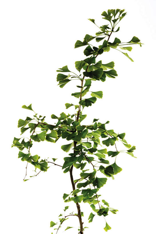 无人,竖图,俯视,室内,特写,白天,白色背景,植物,叶子,草药,药草,中药,树叶,绿色,银杏叶,摄影,影棚,药材,中草药,中药材,本草,白果叶,叶片,彩图,高角度拍摄,影棚拍摄,拍摄