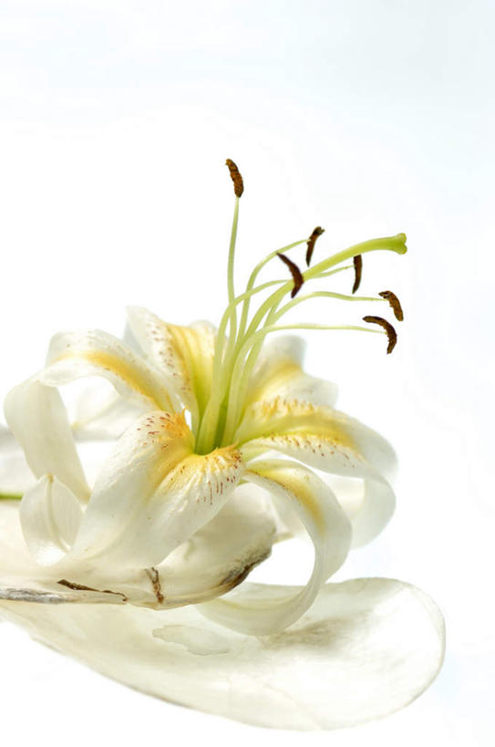 无人,竖图,俯视,室内,特写,白天,白色背景,百合花,盛开,花蕾,花,花瓣,花朵,鲜花,花苞,花蕊,摄影,影棚,强瞿,百合蒜,倒仙,番韭,山丹,彩图,高角度拍摄,影棚拍摄,拍摄