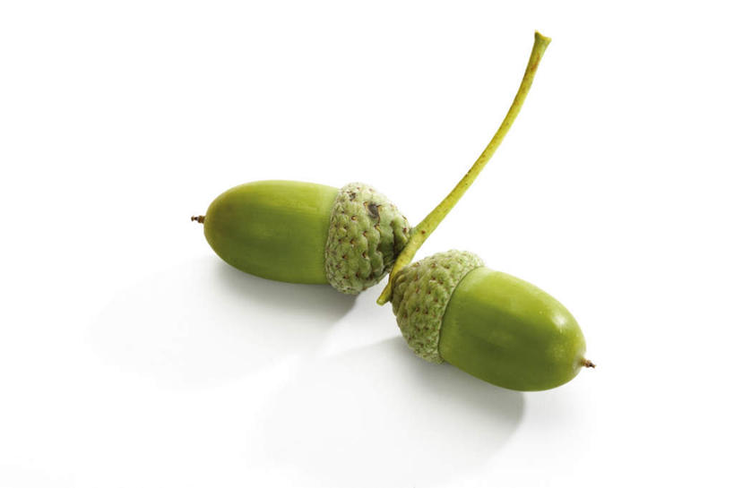 无人,横图,俯视,室内,特写,白天,白色背景,餐桌,桌子,阴影,反射,影子,坚果,两个,绿色,干果,摄影,影棚,餐台,橡果,橡树果,橡栗,橡实,橡树子,橡子,彩图,高角度拍摄,影棚拍摄,拍摄