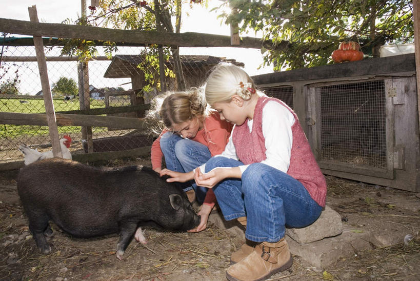 儿童,两个人,伙伴,朋友,栏杆,坐,横图,室外,白天,正面,友谊,纯洁,猪,喂食,栅栏,篱笆,围栏,注视,护栏,小孩,动物,观察,看,可爱,童年,童趣,观看,察看,关注,童真,烂漫,无邪,天真,友情,女孩,女人,女性,白种人,孩子,坐着,彩图,全身,女生