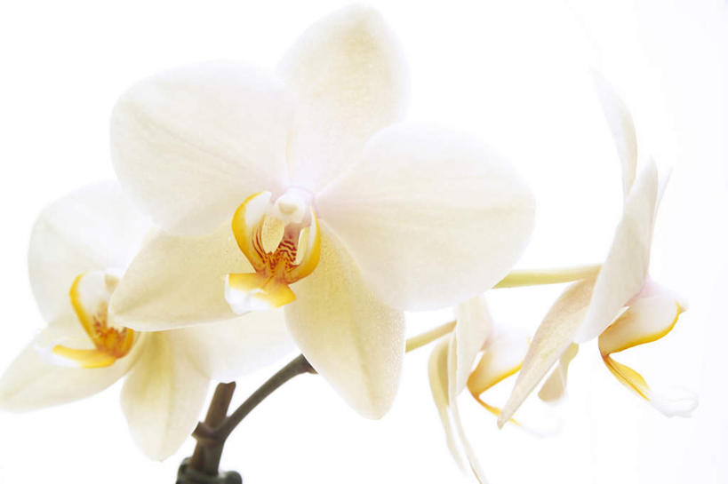 无人,横图,室内,特写,白天,白色背景,正面,桌面,桌子,盛开,花蕾,花,花瓣,花朵,鲜花,花苞,花蕊,摄影,影棚,高雅,淡泊,花中君子,兰花,彩图,影棚拍摄,拍摄