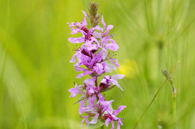 无人,横图,室外,特写,白天,正面,草地,草坪,植物,朦胧,模糊,盛开,花蕾,草,花,花瓣,花朵,鲜花,绿色,紫色,花苞,花蕊,千屈菜,水枝柳,对牙草,孤独,彩图