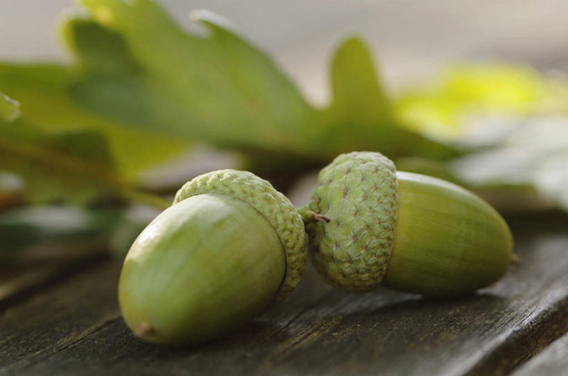 无人,横图,俯视,室外,特写,白天,桌面,桌子,叶子,阴影,朦胧,模糊,反射,木制,影子,坚果,绿叶,两个,木制品,干果,嫩叶,橡果,橡树果,橡栗,橡实,橡树子,橡子,叶,叶片,彩图,高角度拍摄