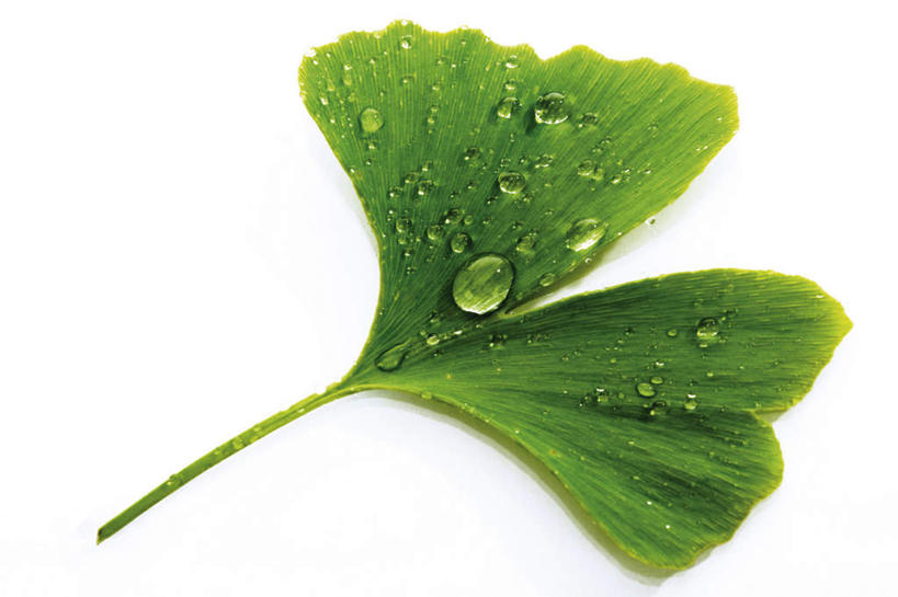 无人,横图,俯视,室内,特写,白天,白色背景,植物,叶子,水滴,绿叶,草药,药草,中药,水珠,树叶,嫩叶,银杏叶,摄影,影棚,药材,中草药,中药材,本草,白果叶,叶,叶片,彩图,高角度拍摄,影棚拍摄,拍摄