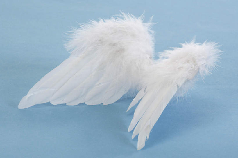 无人,横图,室内,特写,白天,正面,静物,羽毛,阴影,蓝色背景,反射,翅膀,影子,白色,摄影,影棚,彩图,影棚拍摄,拍摄