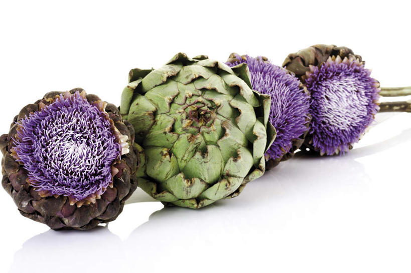 无人,横图,室内,特写,白天,白色背景,正面,蔬菜,四朵,新鲜,盛开,朝鲜蓟,食品,花蕾,花,花瓣,花朵,鲜花,食物,花苞,花蕊,洋蓟,摄影,有机食品,绿色食品,影棚,彩图,影棚拍摄,拍摄,菜蓟,法国百合,球洋蓟,蔬菜之皇,洋百合