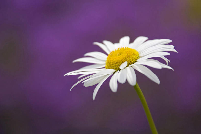 无人,横图,室外,特写,白天,正面,爱情,美景,阴影,朦胧,模糊,盛开,光线,影子,景观,茼蒿菊,花蕾,花,花瓣,花朵,鲜花,一朵,白色,阳光,自然,花苞,花蕊,菊花,景色,吉祥,自然风光,高洁,长寿,蓬蒿菊,怀恋,清净,真情,寿客,秋菊,木春菊,木茼蒿,彩图