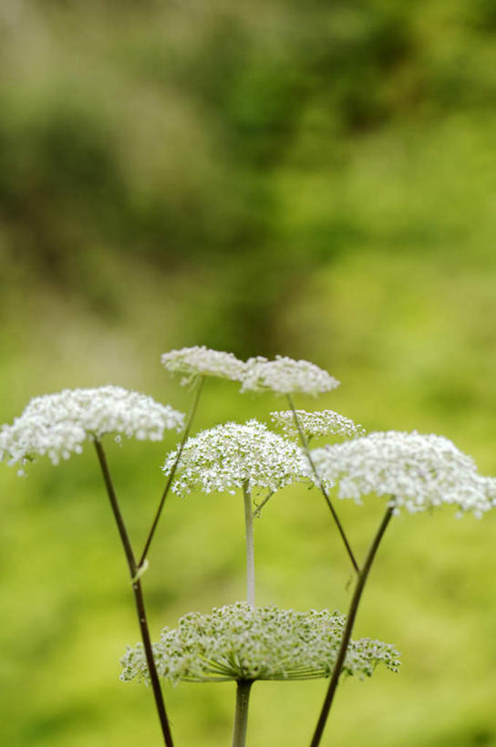 无人,竖图,室外,特写,白天,正面,美景,植物,阴影,朦胧,模糊,盛开,光线,影子,景观,草药,药草,花蕾,中药,花,花瓣,花朵,鲜花,阳光,自然,花苞,花蕊,景色,自然风光,药材,中草药,中药材,本草,防风草,四方茎,土防风,彩图