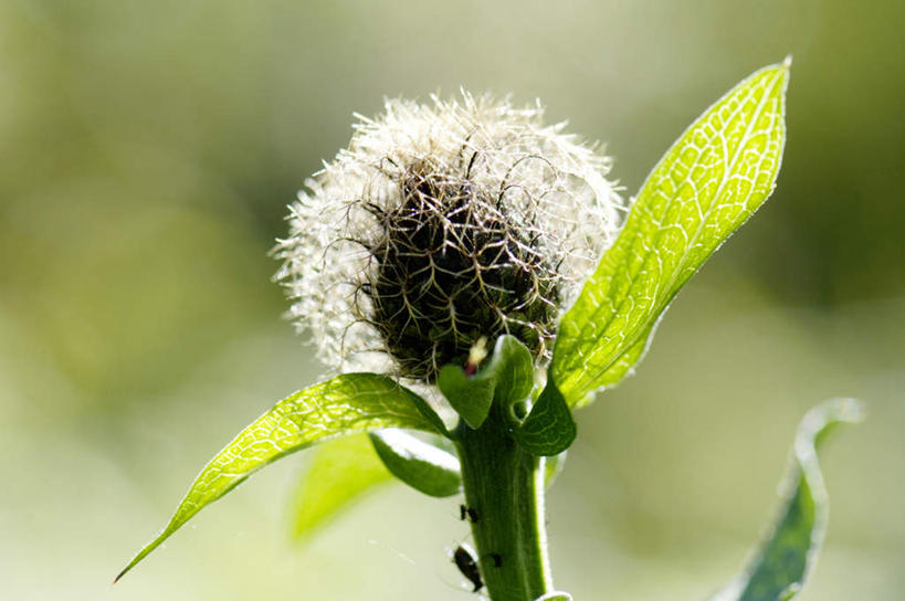 无人,横图,室外,特写,白天,正面,幸福,美景,叶子,阴影,朦胧,模糊,盛开,光线,影子,景观,绿叶,花蕾,花,花瓣,花朵,鲜花,一朵,阳光,自然,花苞,花蕊,嫩叶,菊花,景色,优雅,纤细,自然风光,矢车菊,忠诚,再生,蓝芙蓉,荔枝菊,思念,热爱,叶,叶片,彩图