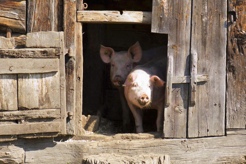 无人,家,木屋,农场,横图,室外,白天,正面,畜牧业,牧场,美景,野生动物,猪,阴影,光线,影子,房屋,屋子,景观,楼房,住宅,阳光,自然,动物,景色,可爱,活泼,自然风光,凶猛,畜牧,牧业,彩图,全身,房子,茅舍,茅屋,棚屋,小木屋,小屋