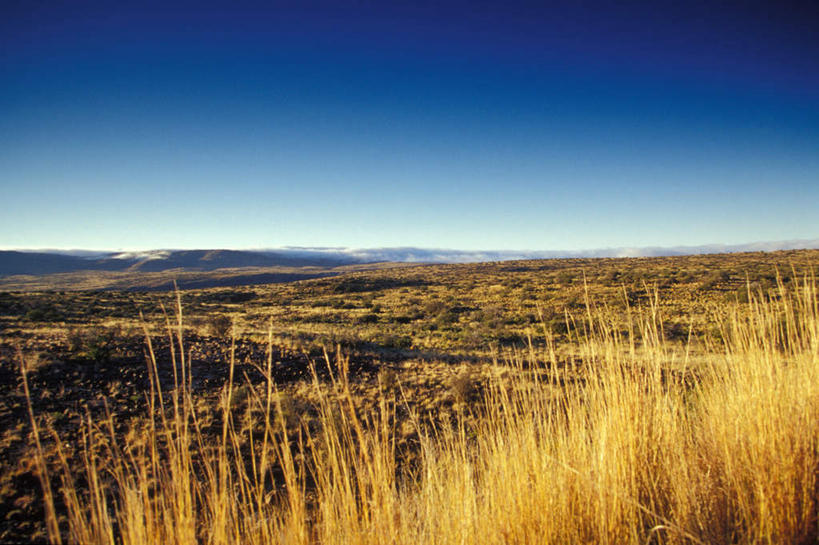 无人,横图,室外,白天,正面,旅游,度假,美景,植物,非洲,南非,阴影,枯萎,光线,影子,景观,枯草,娱乐,草,黄色,蓝色,蓝天,天空,阳光,自然,天,享受,休闲,景色,放松,晴朗,自然风光,万里无云,阿非利加洲,南非共和国,西开普省,晴空,晴空万里,彩图