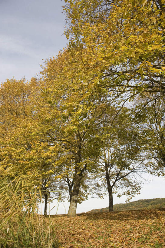 无人,竖图,室外,白天,仰视,旅游,度假,草地,草坪,美景,森林,树林,植物,叶子,景观,乌云,云,阴天,云朵,枯叶,落叶,云彩,娱乐,草,树,树木,绿色,天空,自然,天,享受,休闲,景色,放松,生长,成长,昏暗,阴沉,自然风光,叶,叶片,彩图,低角度拍摄