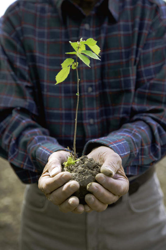 西方人,一个人,站,捧,竖图,室外,白天,正面,植物,叶子,欧洲,欧洲人,仅一个男性,仅一个人,服装,泥土,绿叶,衣服,绿色,自然,站着,仅一个老年男性,嫩叶,服饰,生长,成长,衣着,穿着,一株,衣饰,老年男性,男人,男性,白种人,叶,叶片,端,端着,捧着,手捧,站立,半身,彩图