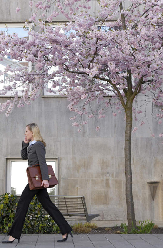 西方人,一个人,商务人士,商务女性,站,走,打电话,竖图,室外,白天,侧面,幸福,纯洁,树林,植物,道路,路,公路,樱花,电话,手机,欧洲,欧洲人,仅一个年轻女性,仅一个女性,仅一个人,套装,盛开,包,书包,交通,拿,花蕾,拿着,注视,通讯设备,花,花瓣,花朵,鲜花,树,树木,绿色,自然,背包,花苞,花蕊,观察,看,站着,生长,成长,观看,等待,察看,生命,关注,商务装,工薪阶层,仙樱花,福岛樱,青肤樱,高尚,热烈,交流,年轻女性,女人,女性,白种人,白领,上班族,马路,荆桃,步行,沟通,散步,通话,站立,走路,彩图,全身,双肩包