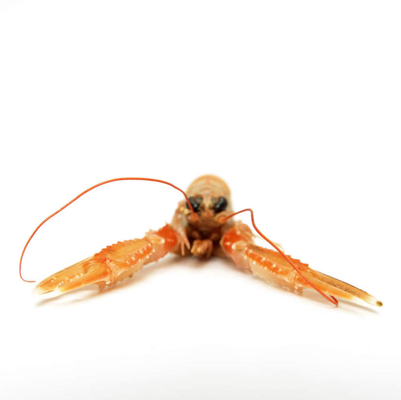 海鲜,龙虾,无人,横图,俯视,室内,特写,白天,白色背景,桌面,桌子,虾,水产,海洋生物,一只,橙色,摄影,影棚,水生动物,海产品,水生物,海底动物,彩图,高角度拍摄,全身,影棚拍摄,拍摄