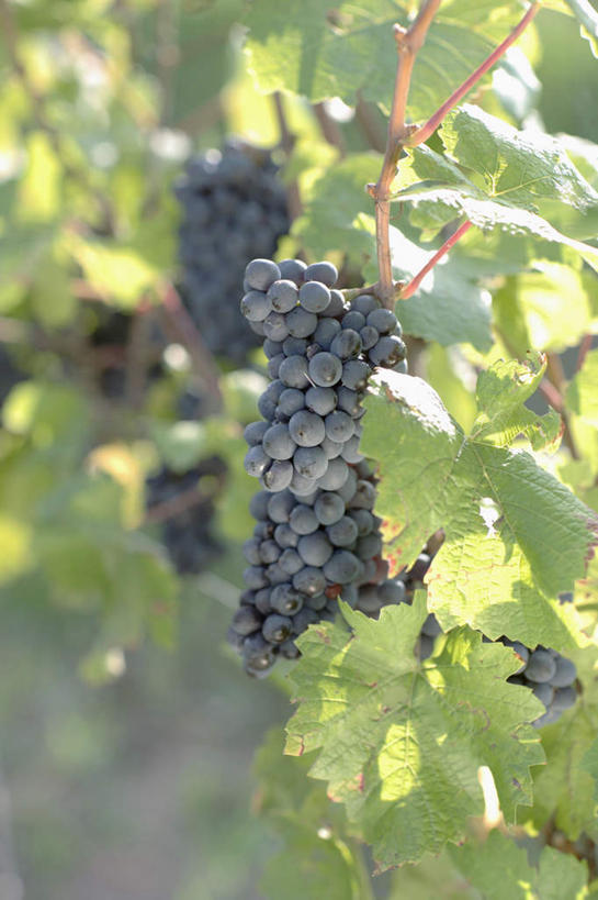 无人,果园,竖图,室外,特写,白天,正面,美景,田园,葡萄,水果,叶子,吊挂,悬挂,阴影,朦胧,模糊,新鲜,光线,影子,景观,生食,食品,果实,绿叶,挂,葡萄园,食物,紫色,阳光,自然,庄园,嫩叶,景色,有机食品,绿色食品,自然风光,叶,叶片,山葫芦,蒲桃,草龙珠,彩图