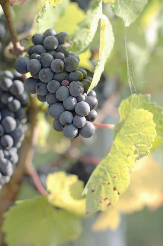 无人,果园,竖图,室外,特写,白天,正面,美景,田园,葡萄,水果,叶子,吊挂,悬挂,阴影,朦胧,模糊,新鲜,光线,影子,景观,生食,食品,果实,绿叶,挂,葡萄园,食物,紫色,阳光,自然,庄园,嫩叶,景色,有机食品,绿色食品,自然风光,叶,叶片,山葫芦,蒲桃,草龙珠,彩图