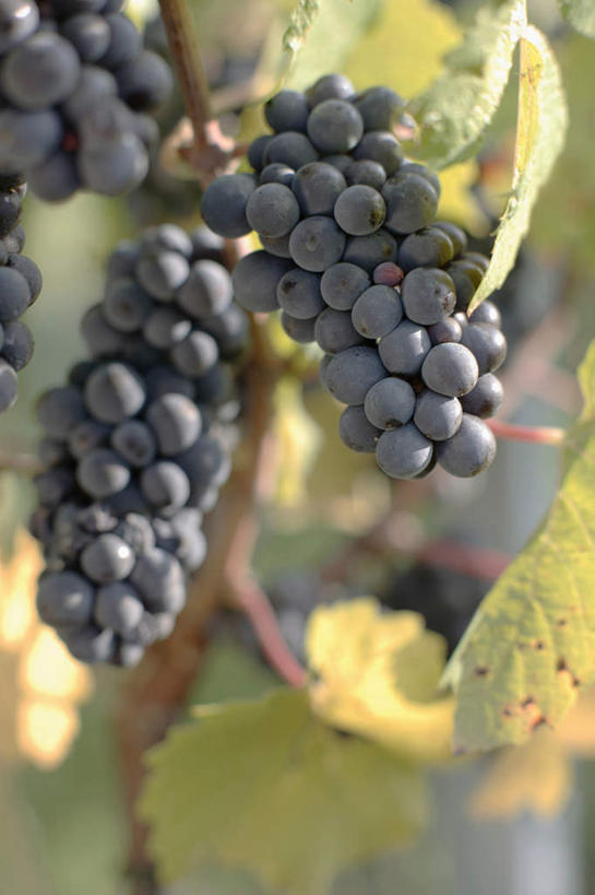 无人,果园,竖图,室外,特写,白天,正面,美景,田园,葡萄,水果,叶子,吊挂,悬挂,阴影,朦胧,模糊,新鲜,光线,影子,景观,生食,食品,果实,绿叶,挂,葡萄园,食物,紫色,阳光,自然,庄园,嫩叶,景色,有机食品,绿色食品,自然风光,叶,叶片,山葫芦,蒲桃,草龙珠,彩图