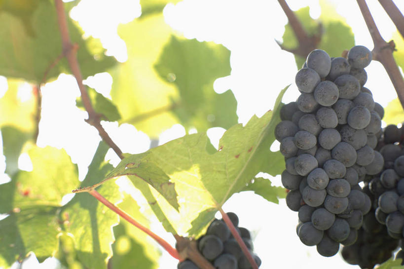 无人,果园,横图,室外,特写,白天,正面,美景,田园,葡萄,水果,叶子,吊挂,悬挂,阴影,朦胧,模糊,新鲜,光线,影子,景观,生食,食品,果实,绿叶,挂,葡萄园,食物,紫色,阳光,自然,庄园,嫩叶,景色,有机食品,绿色食品,自然风光,叶,叶片,山葫芦,蒲桃,草龙珠,彩图