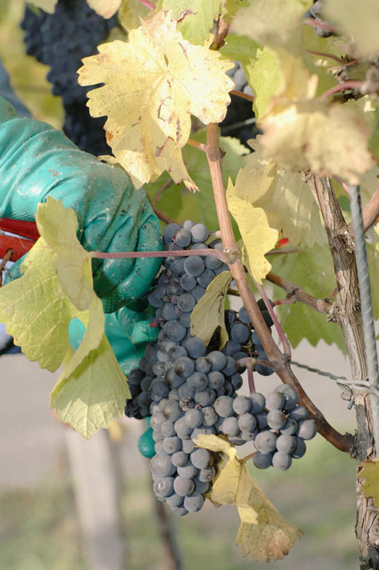 无人,果园,竖图,室外,特写,白天,正面,美景,田园,葡萄,水果,叶子,吊挂,悬挂,阴影,朦胧,模糊,新鲜,光线,影子,景观,生食,食品,果实,绿叶,挂,葡萄园,食物,紫色,阳光,自然,庄园,嫩叶,景色,有机食品,绿色食品,自然风光,叶,叶片,山葫芦,蒲桃,草龙珠,彩图